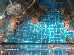 -渔家火锅·海鲜自助餐·演艺(亚龙湾天域酒店)