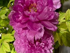 -杏花村水席楼·洛阳水席(老城十字街店)