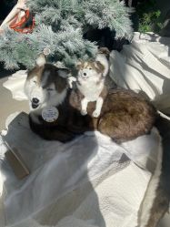 点击看大图 -IMON·HANSA潮玩玩偶毛绒玩具(通州万象汇店)