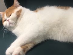 -飞行喵MR PILOT|猫舍·猫咖(静安大融城店)