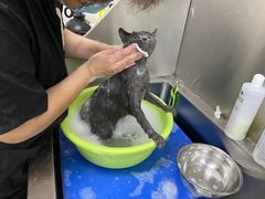 -瑞派动物医院·猫专科·至诚(江南中分院)