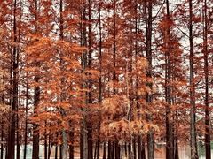 -白鹭湾湿地公园