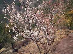 -北京十三陵国家森林公园蟒山景区