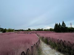 -羊亭河湿地公园