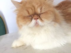 -这儿没有猫·猫咖萌宠馆·撸猫