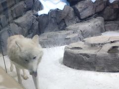 -海合安青岛极地海洋公园