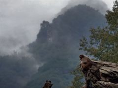 -栾川竹海野生动物园