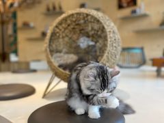 -飞行喵MR PILOT|猫舍·猫咖(静安大融城店)