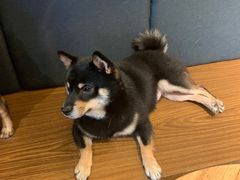 -柴迷FANS CLUB·柴犬狗咖·猫咖