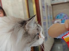 -宠爱国际动物医院· 猫科· 外科·中兽医(长白店)