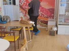 -Let's go狗咖·猫咖·奶狗·桌游(春熙路IFS店)