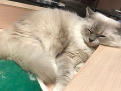 -瞄一喵猫咖(格力海岸店)