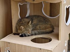 -青藏高原野生动物园