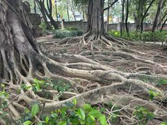 -九龙寨城公园