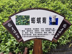 -西双版纳基诺山寨