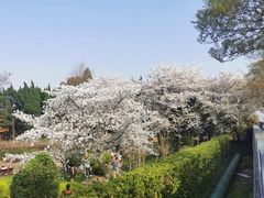 -嘉定紫藤园