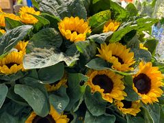 -循礼门鲜花花市(武汉循礼门店)