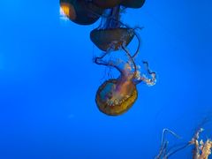 -太平洋海底世界