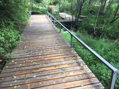 -五营红松林海景区