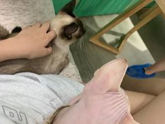 -藏猫猫咖啡主题馆(中央大道店)