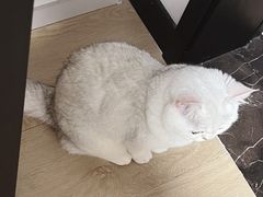 -喵zoo家庭繁育猫舍(尖东智能花园店)