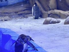 -上海海洋水族馆