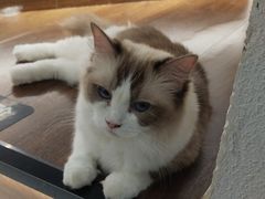 -琪喵猫屋·撸猫猫咖·猫舍