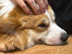 -和它·交个朋友·狗咖猫咖(爱琴海店)