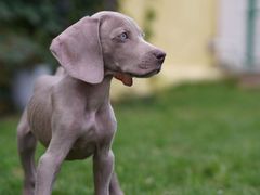 -趣玩宠物乐园寄养训犬训狗游泳池
