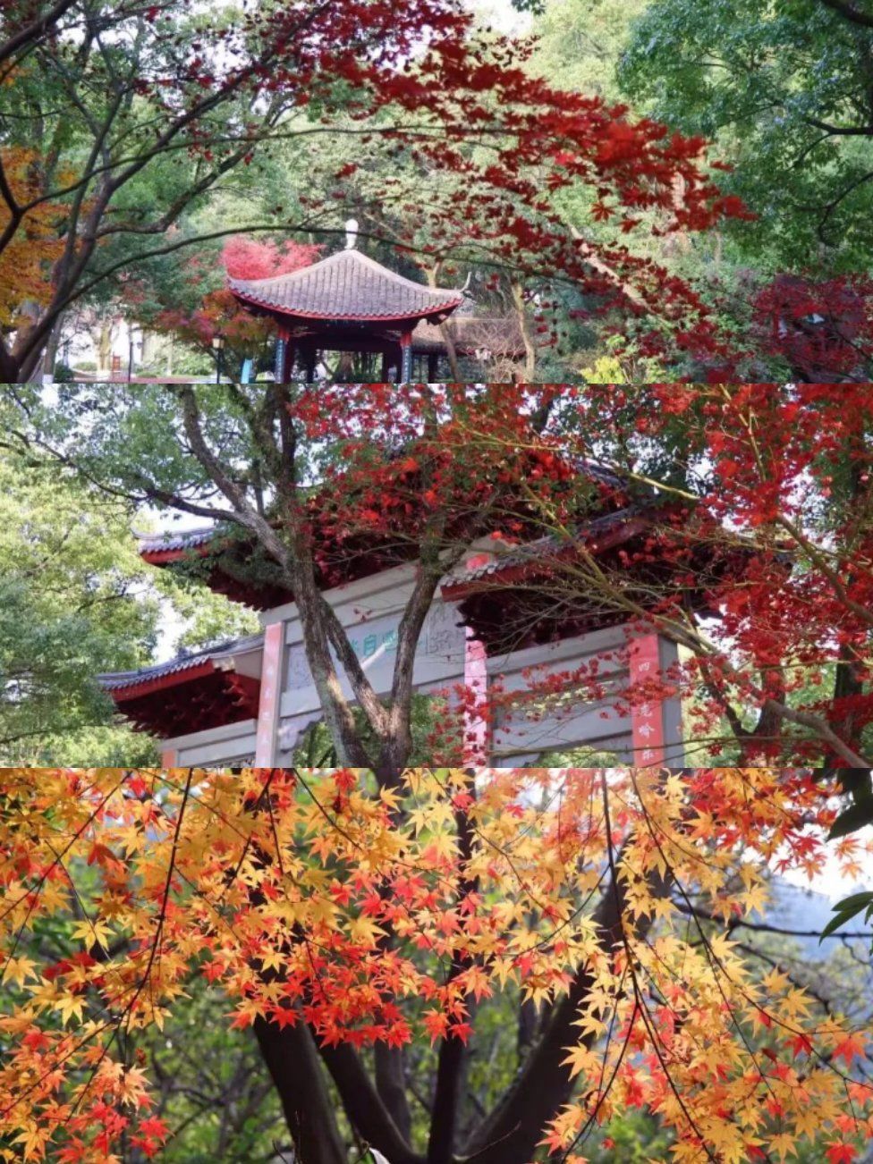 🍂🏞龙山公园,秋日游玩看美景