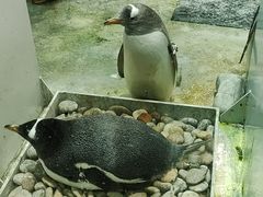 -大连圣亚海洋世界