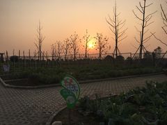 -上海崇明金茂凯悦酒店