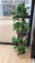 点击看大图 -STAR舞蹈工作室