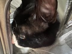 -中农国际动物医院24小时·猫科·骨科·急重症中心