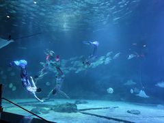 -烟台海昌鲸鲨海洋公园