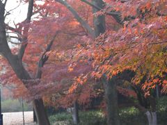 -西湖风景区-江洋畈生态公园