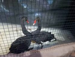 -酷嗒动物文化乐园(cutezoo西溪乐天城店)