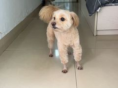 -安安宠医宠物医院·异宠·犬猫内科(岳阳分院)