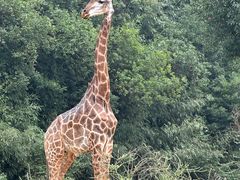 -杭州野生动物世界