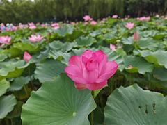 -莲花池公园