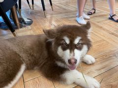 -遇见羊驼·奶狗咖·布偶猫咖·法斗柯基柴犬阿拉斯加(春熙路太古里IFS店)