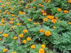 -南国桃园旅游度假区