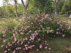 -合肥三国新城遗址公园