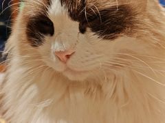 -米乐乖乖猫咪咖啡馆·猫咖(深圳湾后海汇店)