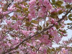 -西安青龙寺遗址景区