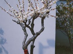 -无锡梅园公园