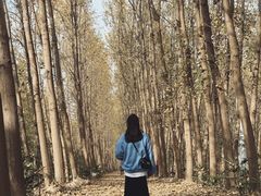 -合肥滨湖国家森林公园