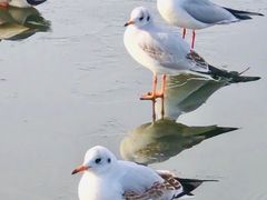 -宁芬堡宫