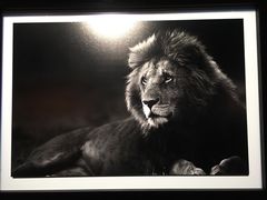 -罗红摄影艺术馆