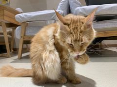 -藏猫猫咖啡主题馆(中央大道店)